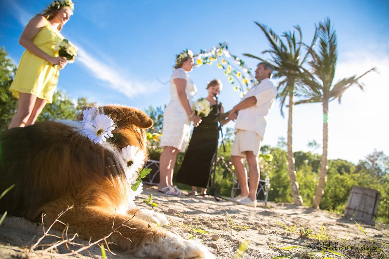Dogs view of the couple saying their vows