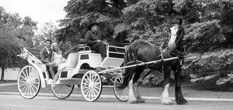 A white horse drawn carriage on the wedding day