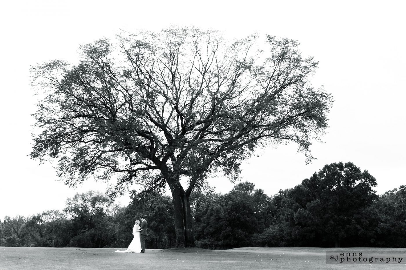 The great tree on the fairway at the St. Boniface Golf Club